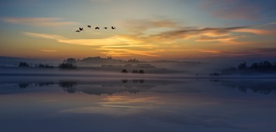 Vögel Sonnenuntergang