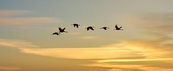 Vögel Sonnenuntergang Ausschnitt