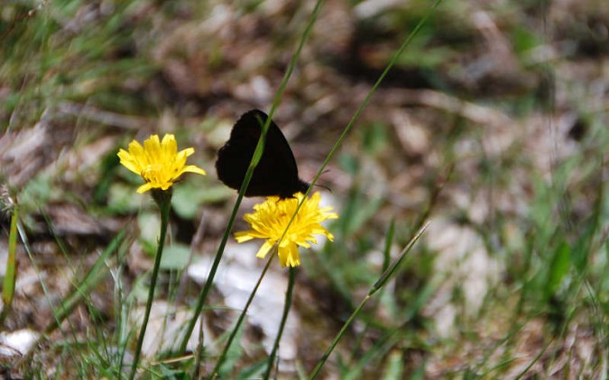 Schmetterling