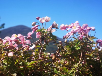 Clematis-Hoffnung