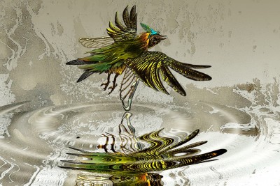 Vogel-Wasser-Leichtigkeit